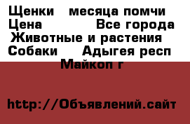 Щенки 4 месяца-помчи › Цена ­ 5 000 - Все города Животные и растения » Собаки   . Адыгея респ.,Майкоп г.